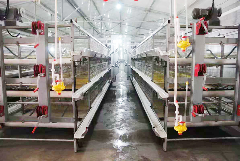 肉鸡行情，，，，，及养殖肉鸡设备