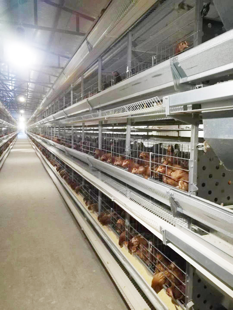 养殖用蛋鸡设备包括那些具体的？？？？？