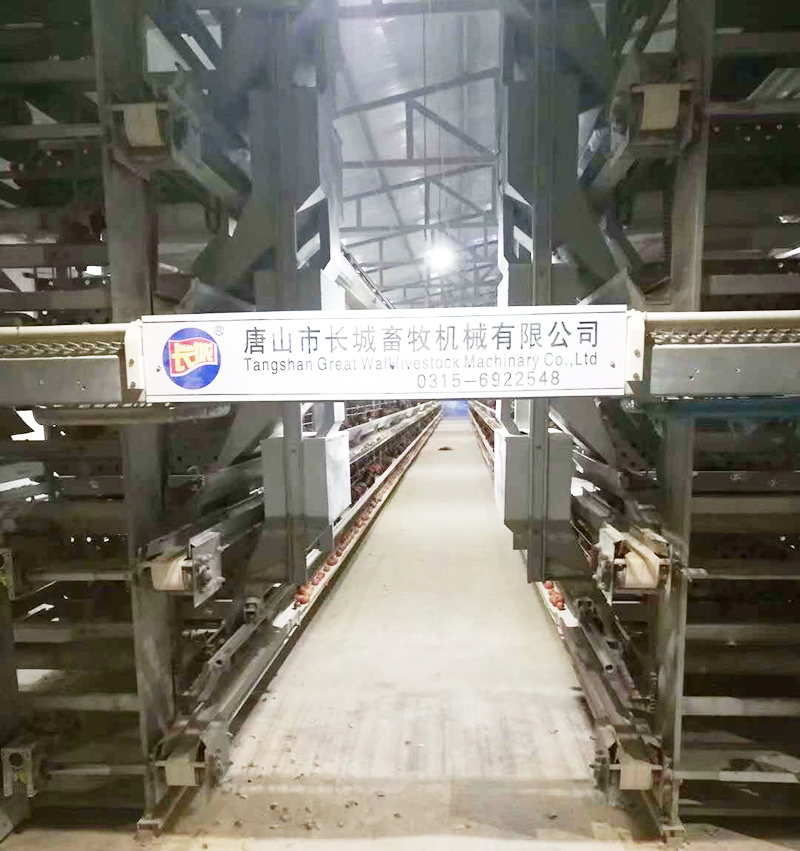 如果您想用自动化设备养蛋鸡，，，，，哪些蛋鸡设备是必不可少的？？？？？？？