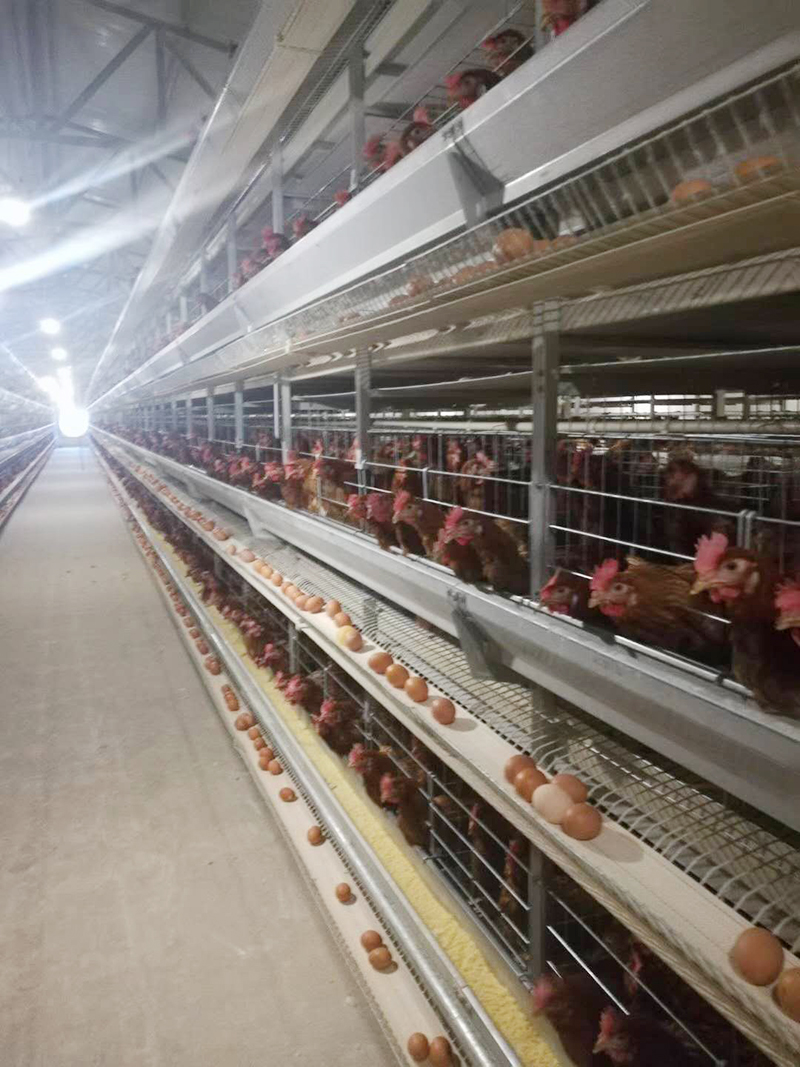 你知道蛋鸡设备的安装方法有哪些吗？？？？？？？？