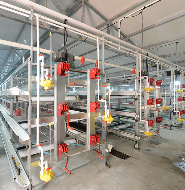 六合联盟畜牧肉鸡设备笼养与网养的区别